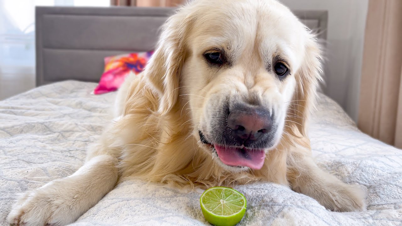 My Golden Retriever Reacts to Trying Lime!