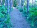 Tamiya Prerunner in the woods