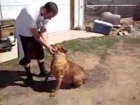 bandog