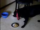 Bacchus devours birthday burger