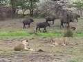Lions and young with Buffalos Lobo