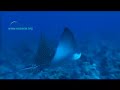 Reverse the Tide with Martin Stepanek - oceana.org