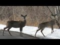 eagle..hawk..geese..& deer sighting 3-6-08