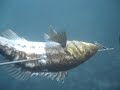 Carmel Bay Calico Bass