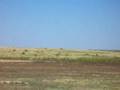 Prairie Dog Town on the Llano Estacado, Morton and Muleshoe