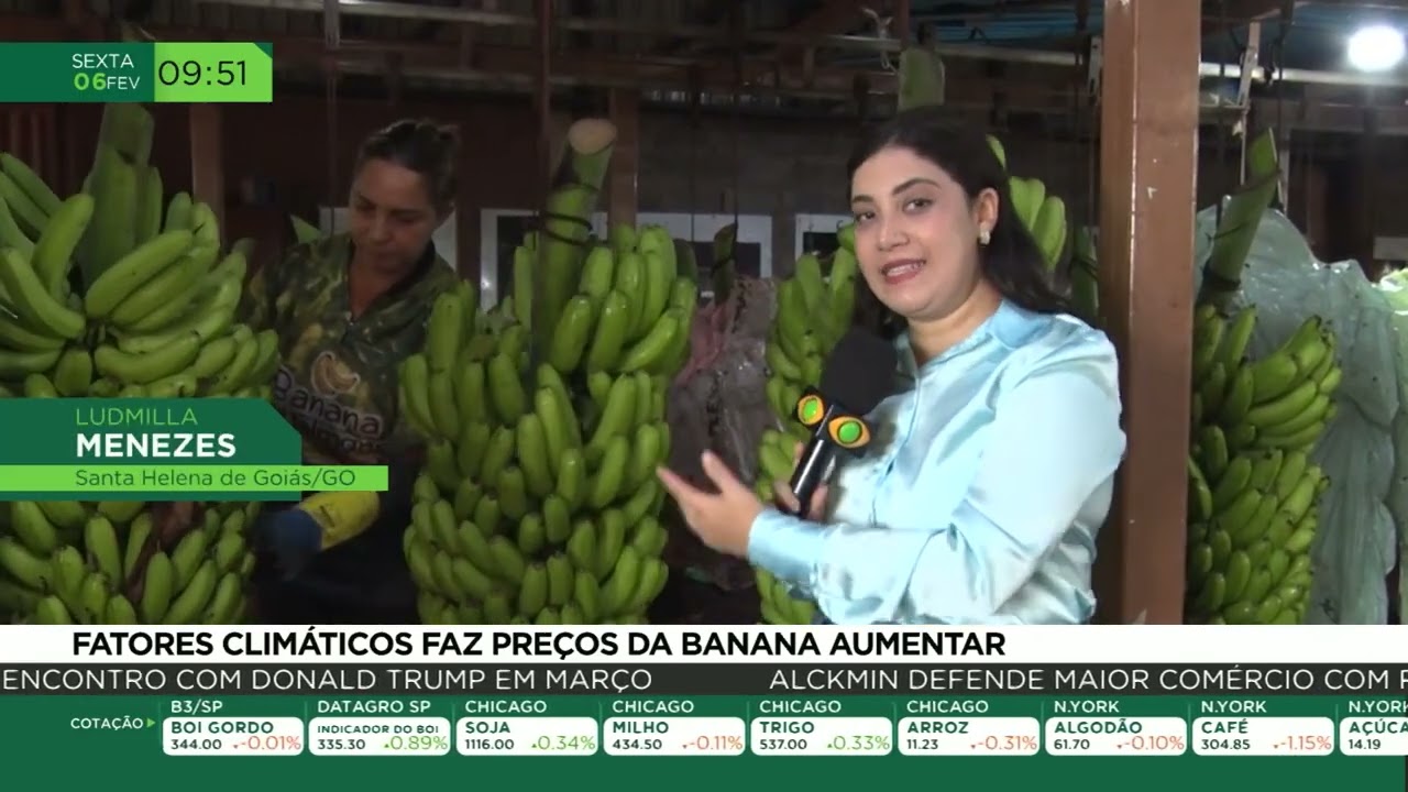 Fatores climáticos faz preços da banana aumentar