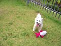 Miniature Schnauzer White Blanqua (Blanqui) Miniature Schnauzer White Blanqua (Blanqui)