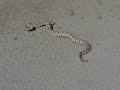 Elite Land Tours - Southwestern Speckled Rattlesnake