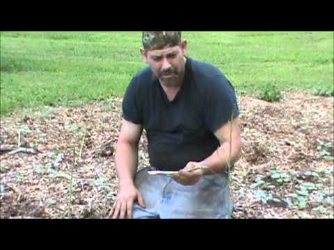 how to transplant jewelweed