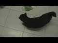Sweet, pittbull, kids and cats Sweet, pittbull, kids and cats