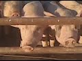 VID 00008