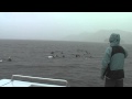Swimming With Dolphins in the rain