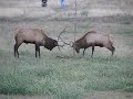 Elk Antler Wrestling in Loveland, CO