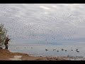 chasse du gibier d\'eau en camargue . go pro hero 3 black édition . janvier 2013