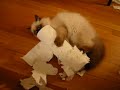 Cat VS Paper Towel