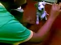 cachorro zeus de pasion pitbull peru aki dando la patita jaja