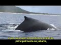 A Trilha das Grandes Baleias - video 2