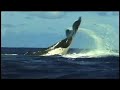 A Trilha das Grandes Baleias - video 2