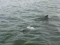 August 24 Dolphins at the Mouth of the Rappahannock August 24 Dolphins at the Mouth of the Rappahannock