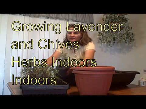 how to grow thyme indoors