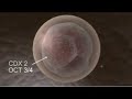 Stem Cells