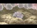 Stem Cells