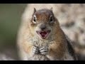 Squirrel HUNTING with renetto...