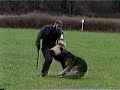 Schutzhund SchH3 Protection