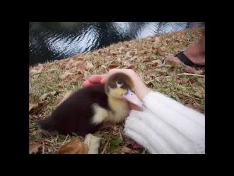 Help us get McIntosh the coolest duck in the world to Hawaii!!