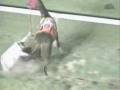 videos de CRAZY RACE HORSE!