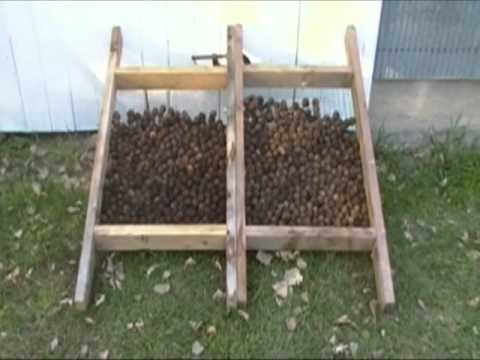 how to harvest black walnuts