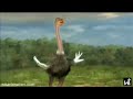 Beautiful Ostrich