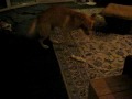 koda krijgt een nieuw soort kluif......hij blijft een pup !!!