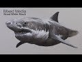 drawing of great white shark