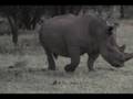 One Mad Rhino