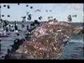 Stop Whale and Dolphin Harvesting