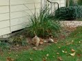Happy_K9 -- OK, Which Leaf I Will Take? Happy_K9 -- OK, Which Leaf I Will Take?