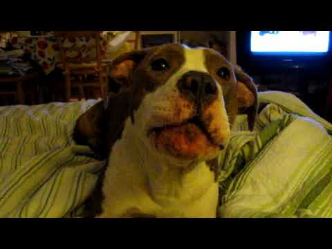 amstaff