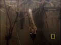 Anaconda Birth