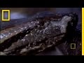 Anaconda Birth
