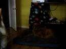 Interspecies Communication