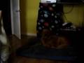 Interspecies Communication
