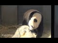 2020/2/21 (2) シャンシャンお水飲むのやめたの？　Giant Panda Xiang Xiang