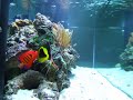Rock beauty getting cleaned by cleaner shrimp.
Flame agelfish, Majestic Angelfish, Clown fish