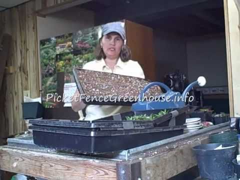 how to transplant vinca