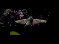 Kolibrievlinder 2 - 600 fps Kolibrievlinder 2 - 600 fps