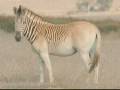 videos de Rebuilding a Species