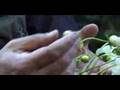 Alicia Koester Finds the Perfect Winter plant with Fred Bove