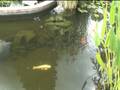 bouda1.wmv