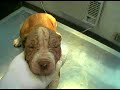 Con la esperanza: Una historia de un albergue animal